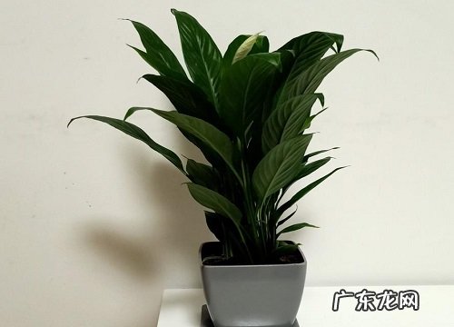 释放氧气的花卉有哪些