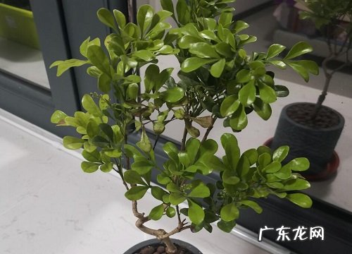 释放氧气的花卉有哪些