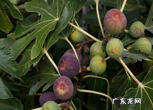 无花果一棵能结果吗