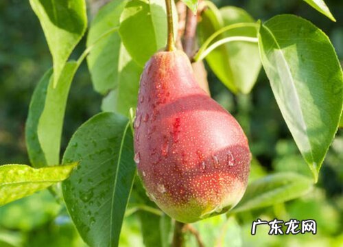 十堰盛产什么水果有名