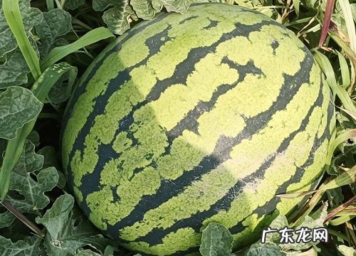 十堰盛产什么水果有名