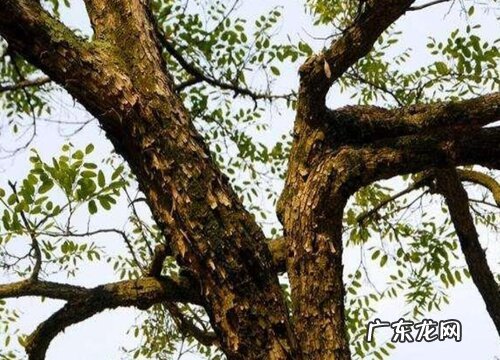 北面适合种什么植物