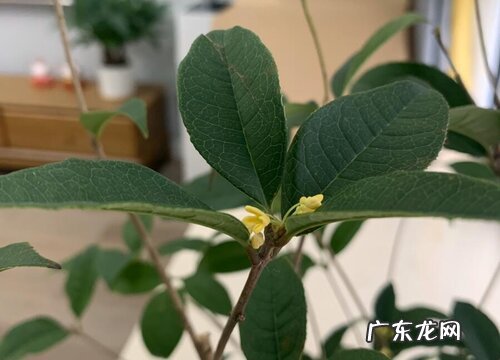 北面适合种什么植物