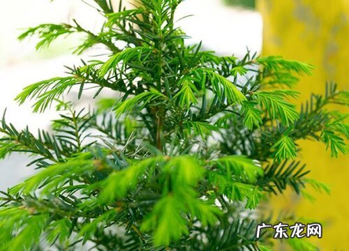 北面适合种什么植物