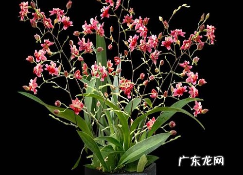 禅院适合种什么植物