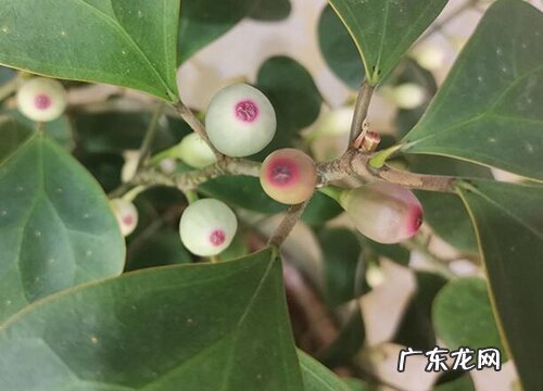 禅院适合种什么植物