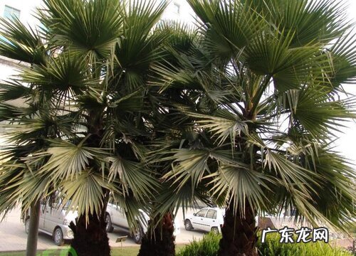 禅院适合种什么植物