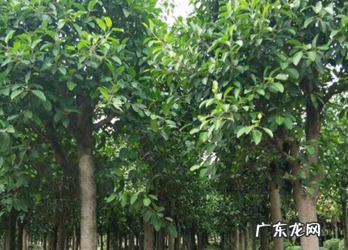 禅院适合种什么植物