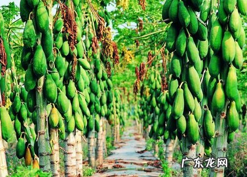 禅院适合种什么植物