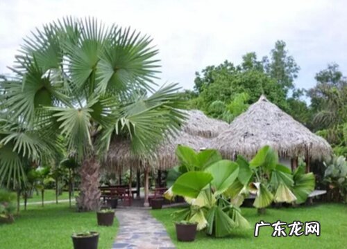 禅院适合种什么植物