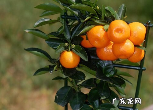 泉州盛产什么水果有名