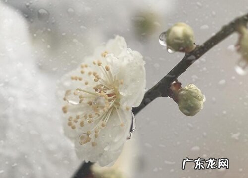 梅花的样子和特点描写