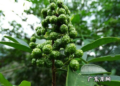 花椒长什么样子