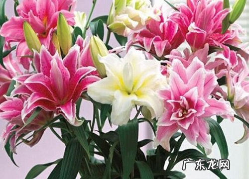 百合花多久开花