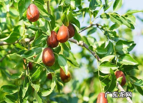 德国盛产什么水果有名