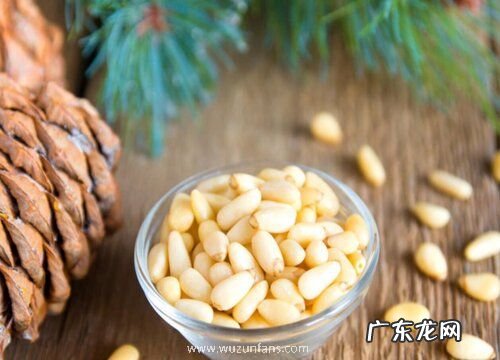 松子的树长什么样子