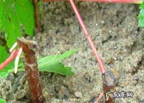 枫树长什么样子