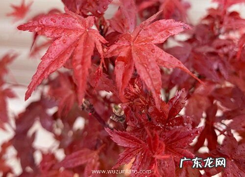 枫树长什么样子