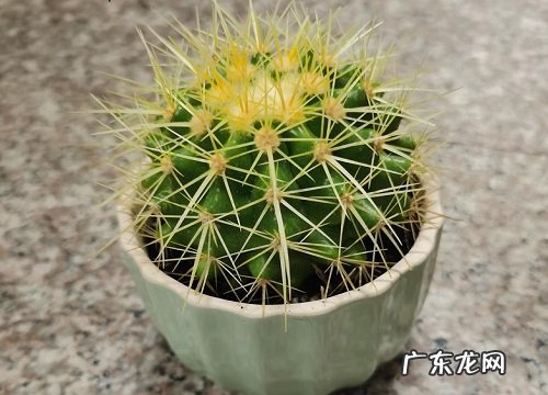 仙人球几天浇一次水 春夏秋冬各不同