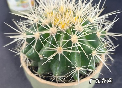 仙人球几天浇一次水 春夏秋冬各不同