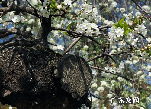 樱花树长什么样子