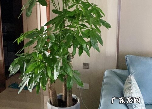 招财进宝花长什么样子