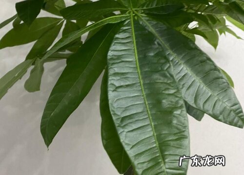 招财进宝花长什么样子