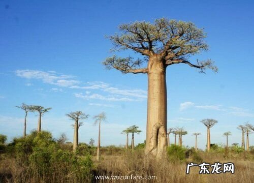 面包树长什么样子