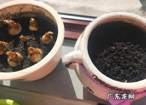 香雪兰种球怎么保存