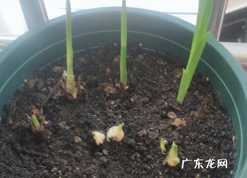 香雪兰种球怎么保存