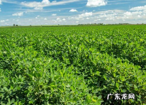 种花生用什么肥料好