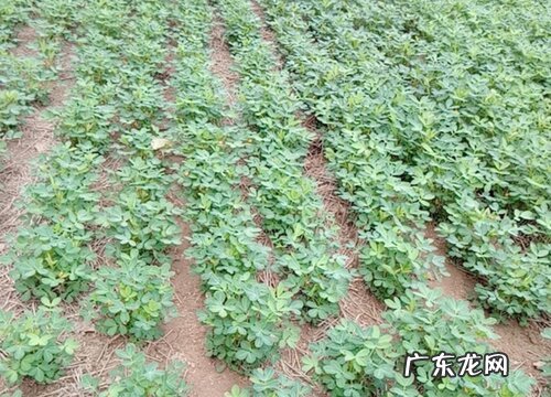 种花生用什么肥料好