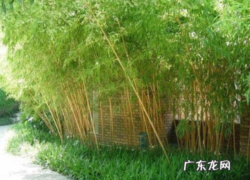 玉竹长什么样子