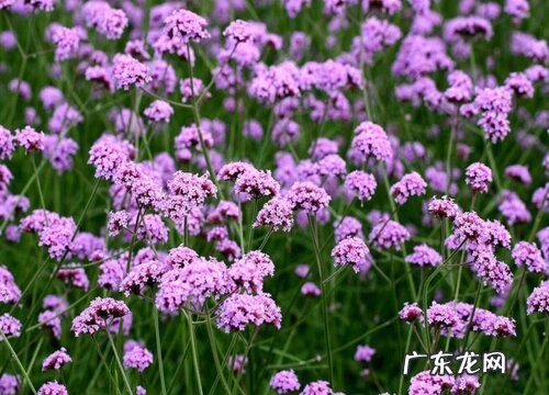 马鞭草什么时候播种合适