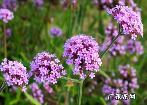 马鞭草什么时候播种合适