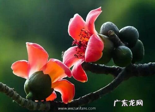 攀枝花的市花是什么花