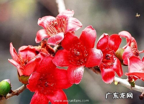 攀枝花的市花是什么花