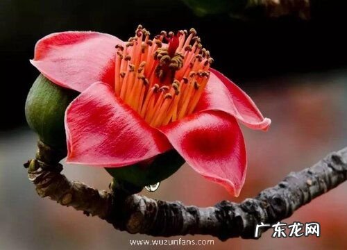 攀枝花的市花是什么花