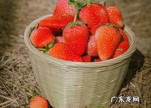草莓什么季节吃最好