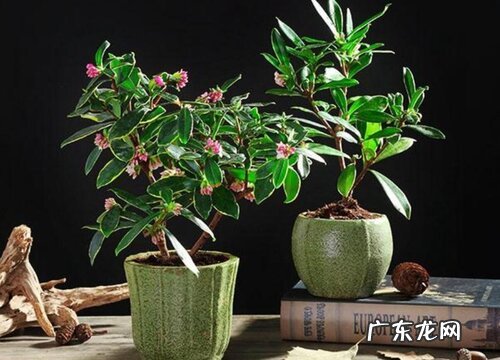 南昌的市花是什么花