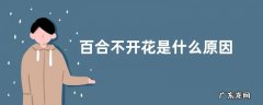 百合不开花是什么原因
