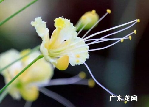 汕头的市花是什么花