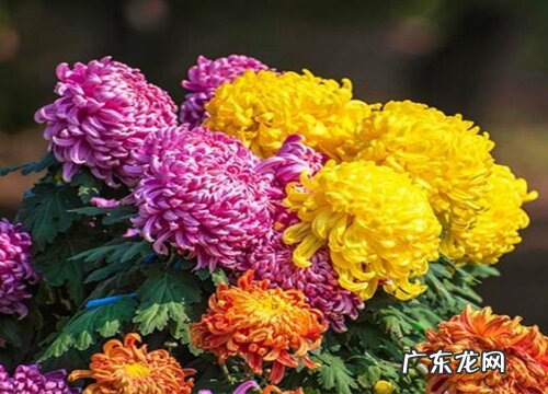 太原的市花是什么花