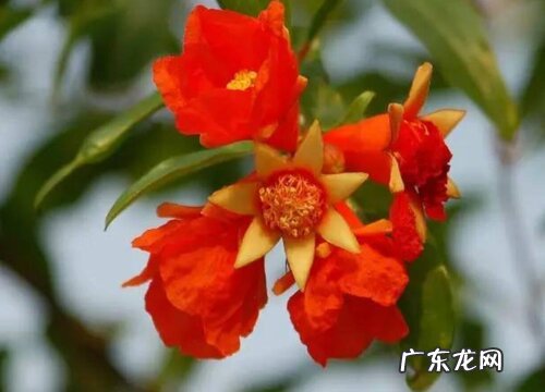 西安的市花是什么花