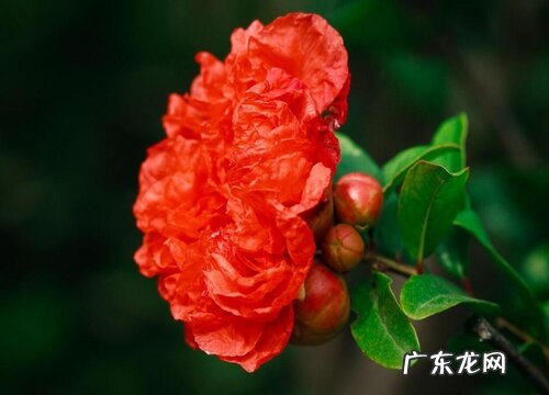 西安的市花是什么花