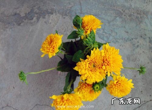 芜湖的市花是什么花