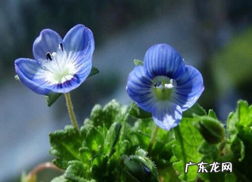 婆婆纳又叫什么草