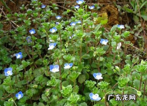 婆婆纳又叫什么草