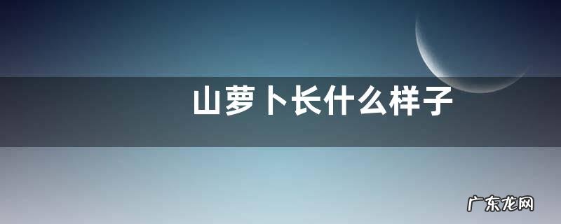 山萝卜长什么样子