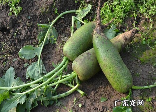 山萝卜长什么样子